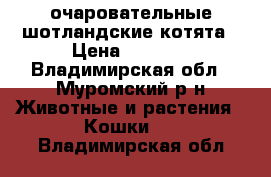 очаровательные шотландские котята › Цена ­ 1 000 - Владимирская обл., Муромский р-н Животные и растения » Кошки   . Владимирская обл.